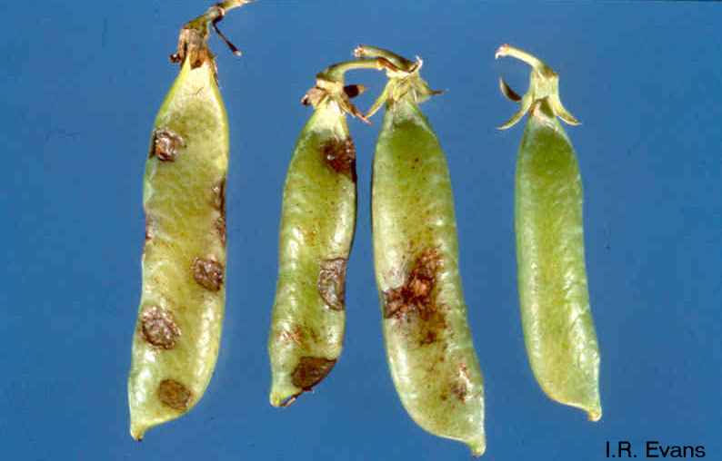 Ascoquitose (Ascochyta sp)